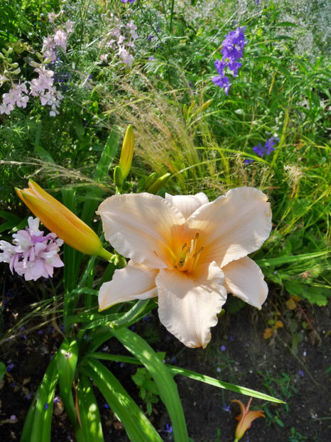  - Hemerocallis