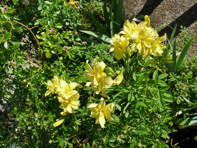  - Hemerocallis