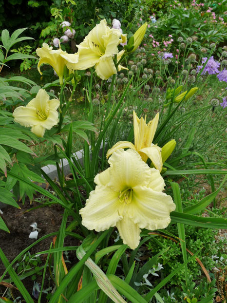  - Hemerocallis