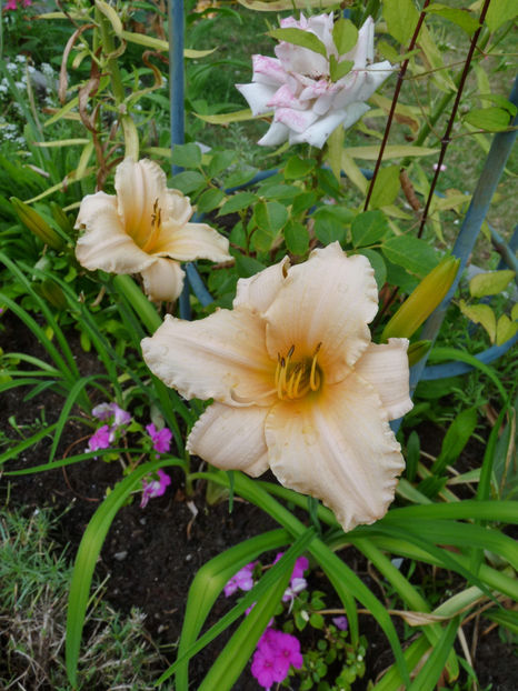  - Hemerocallis