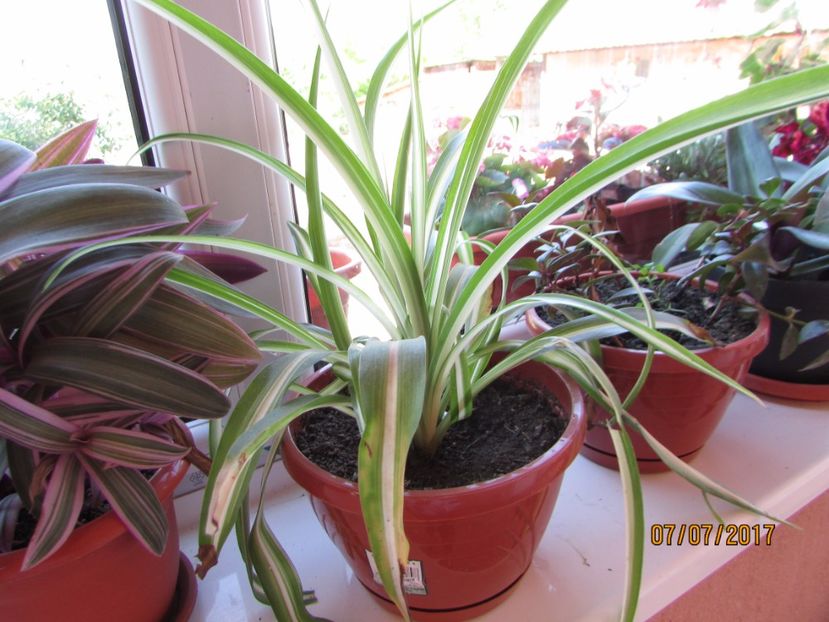  - DORINȚE ÎMPLINITE