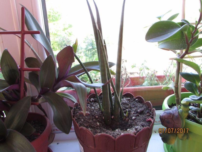  - DORINȚE ÎMPLINITE