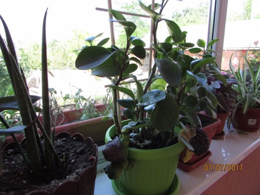  - DORINȚE ÎMPLINITE