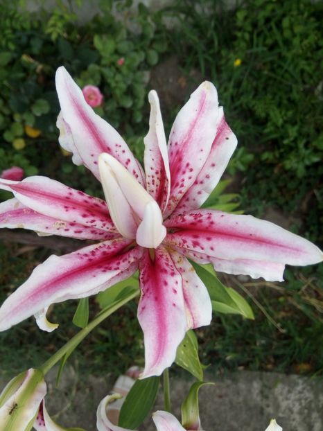 Magic Star - 0 - CRINI