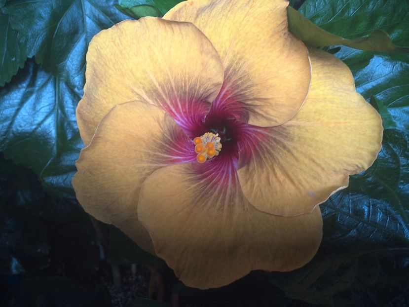 WIN_20170707_165200 - Tahitian Dark Congo