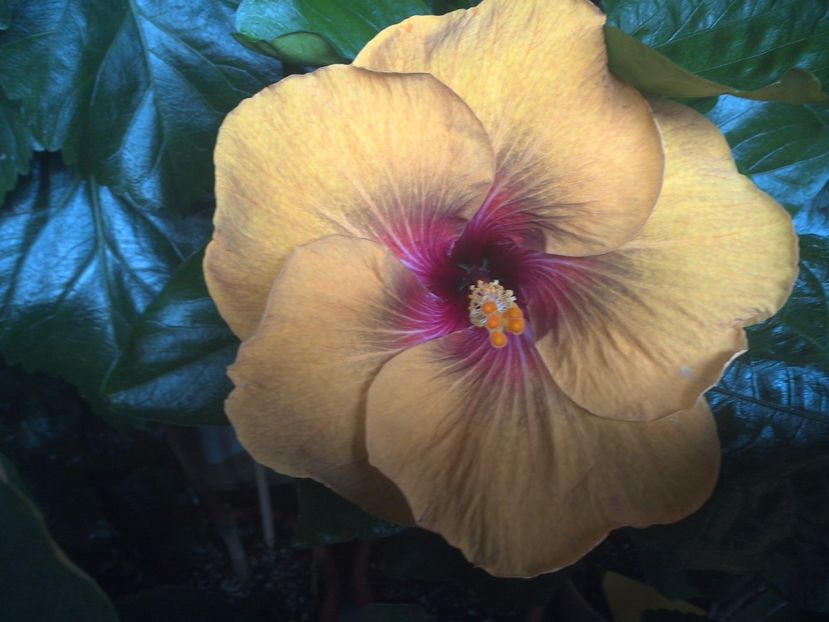 WIN_20170707_165206 - Tahitian Dark Congo