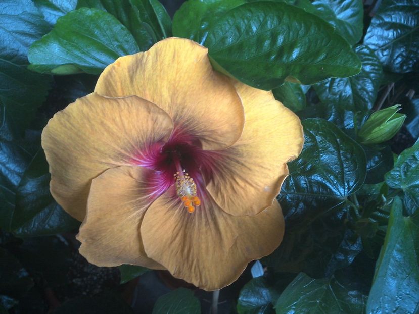 WIN_20170707_165256 - Tahitian Dark Congo