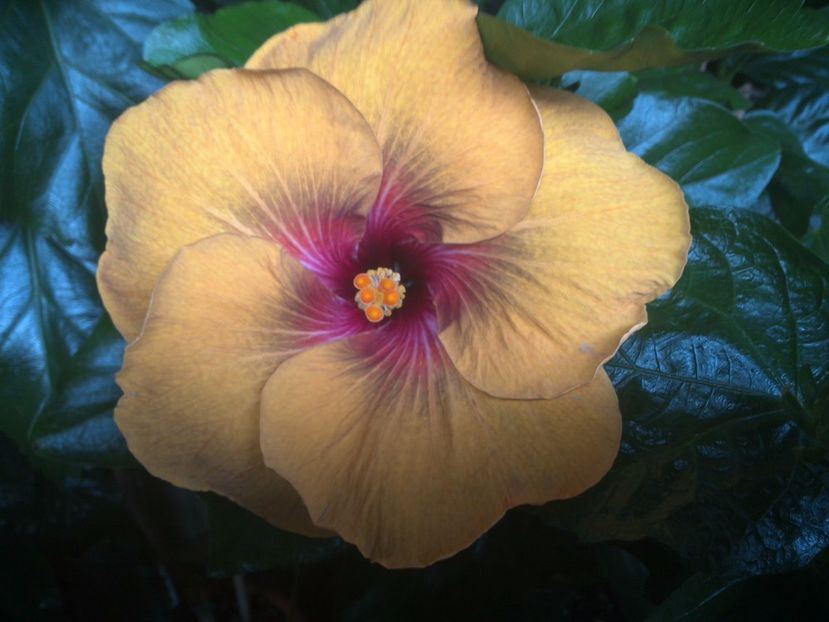 WIN_20170707_165306 - Tahitian Dark Congo