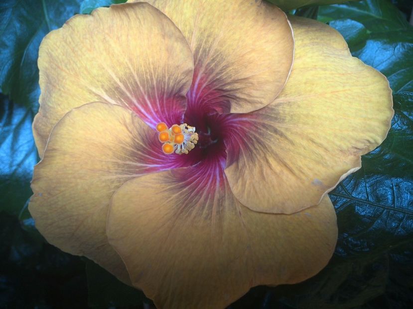 WIN_20170707_165318 - Tahitian Dark Congo