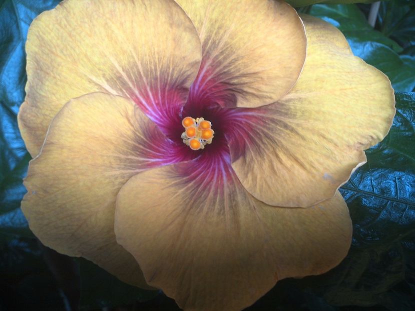 WIN_20170707_165321 - Tahitian Dark Congo