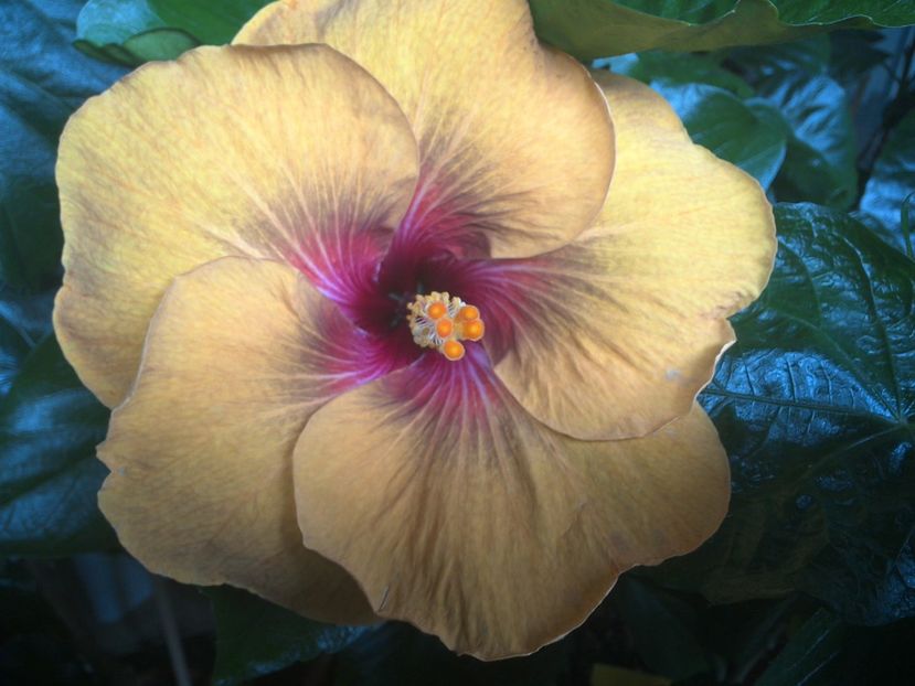 WIN_20170707_165326 - Tahitian Dark Congo