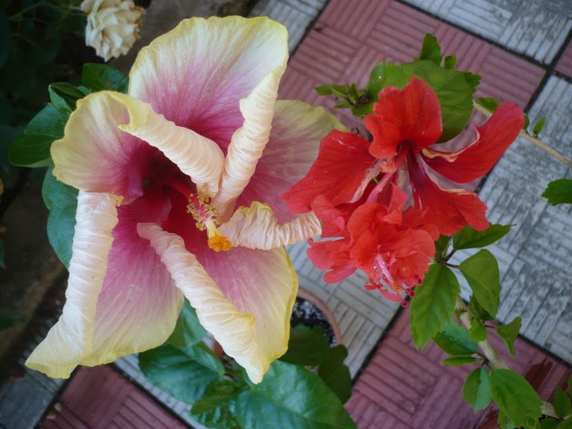 07.07.2017 - HIBISCUSI 2017-2