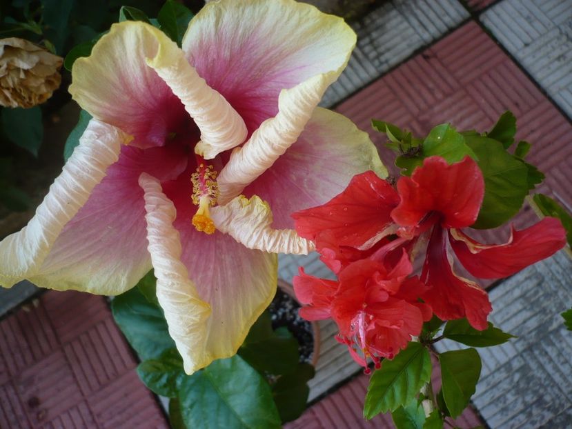 P1330551 - HIBISCUSI 2017-2