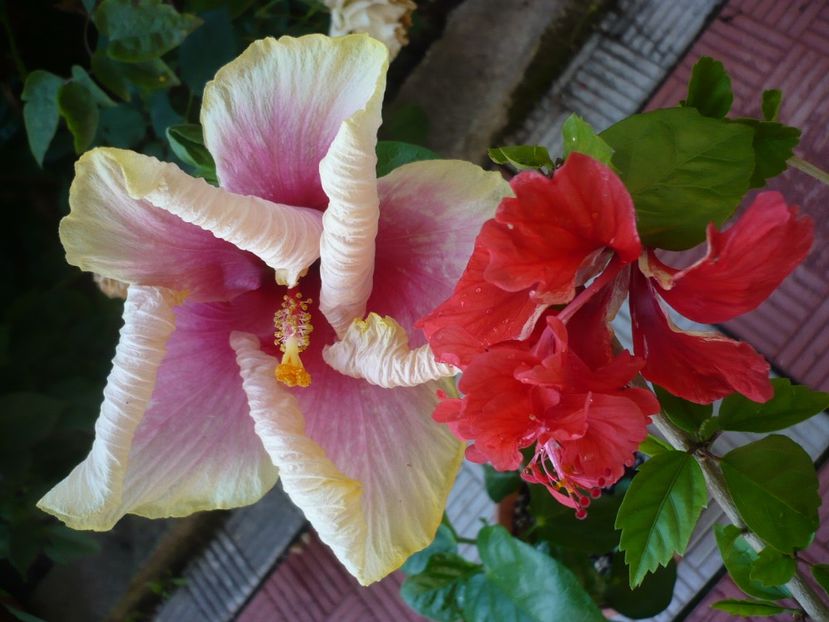 P1330552 - HIBISCUSI 2017-2