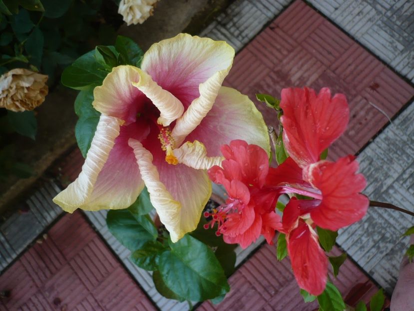P1330553 - HIBISCUSI 2017-2