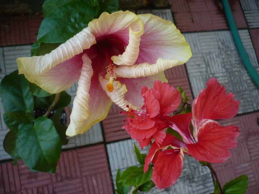 P1330555 - HIBISCUSI 2017-2