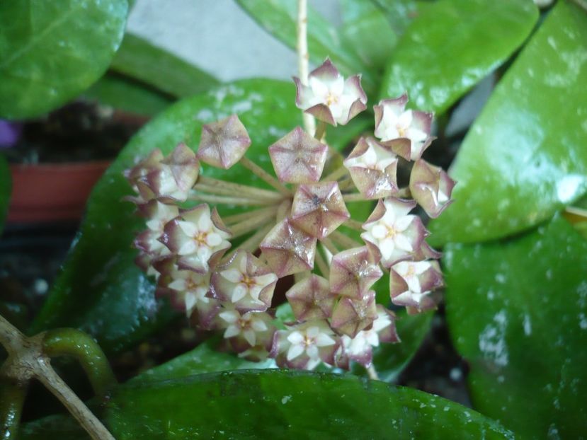 P1330527 - HOYA 2017