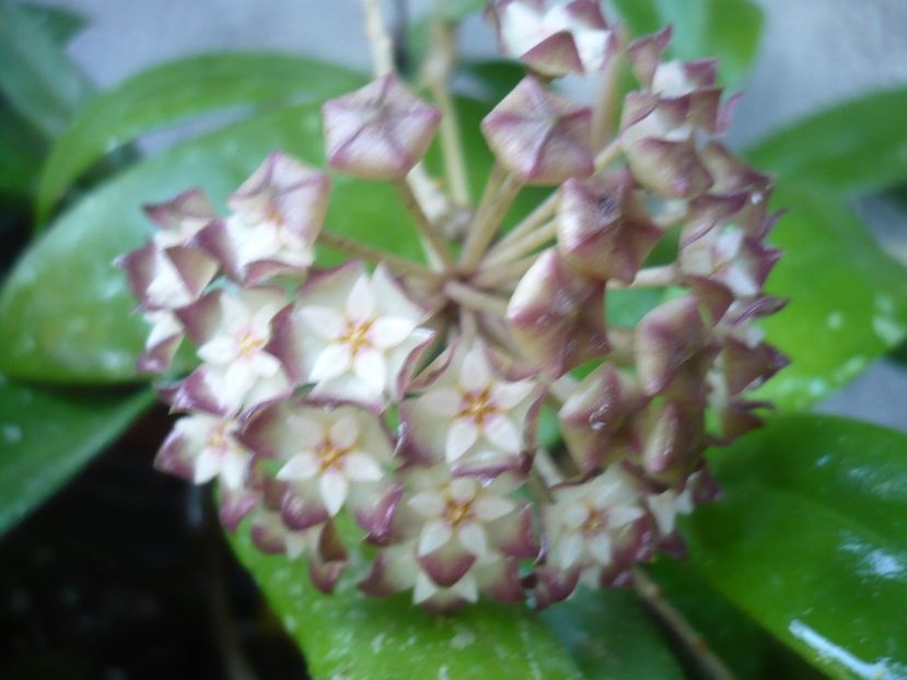 P1330532 - HOYA 2017
