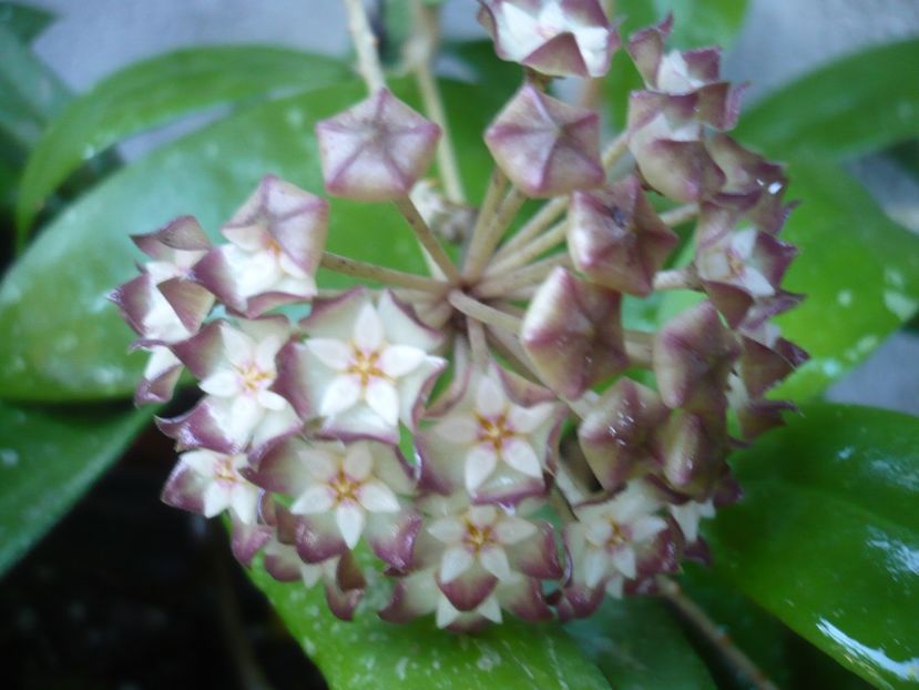 P1330533 - HOYA 2017