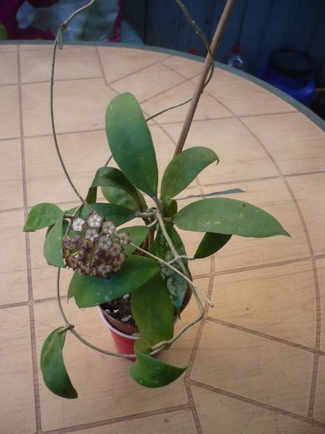 P1330535 - HOYA 2017