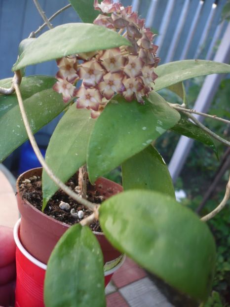 P1330537 - HOYA 2017