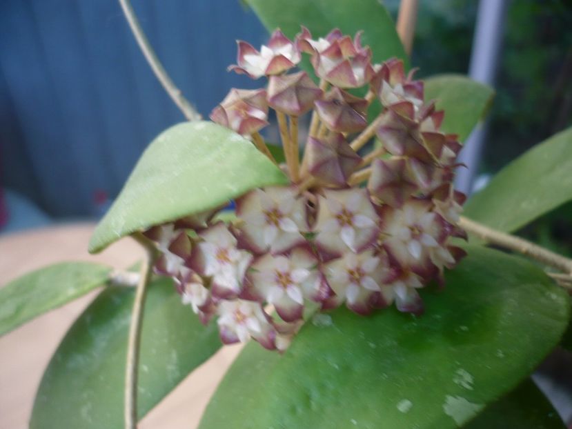 P1330538 - HOYA 2017