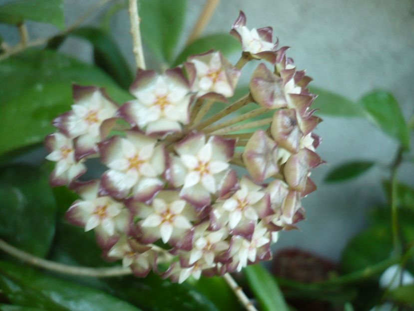 P1330545 - HOYA 2017