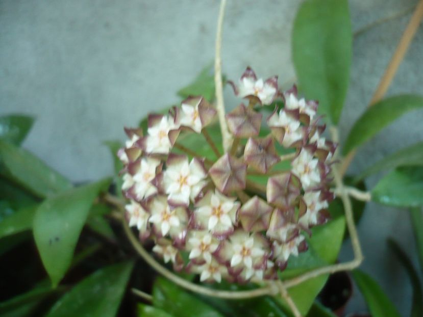 P1330546 - HOYA 2017