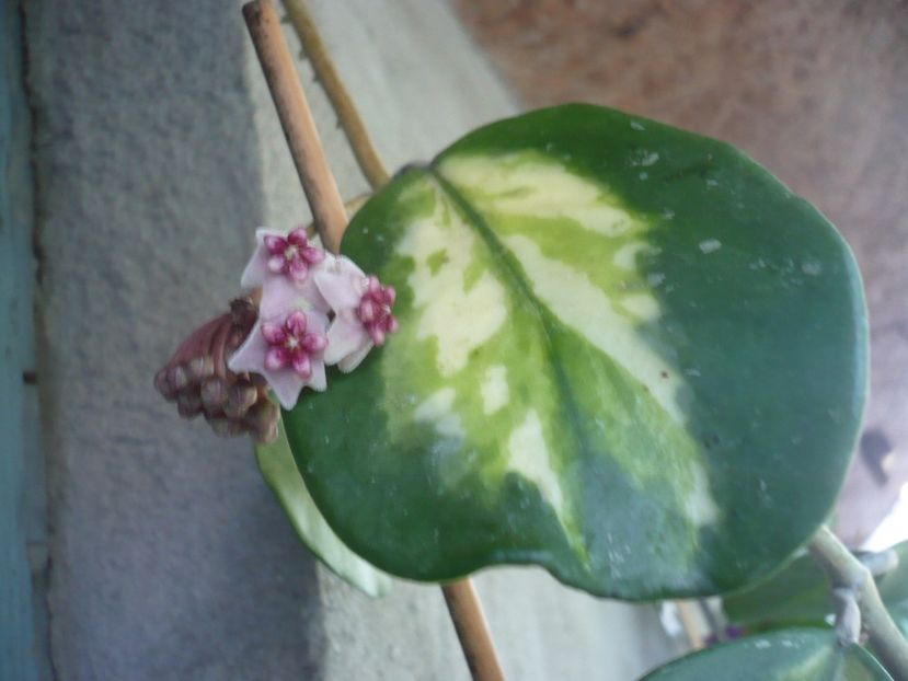 P1330547 - HOYA 2017