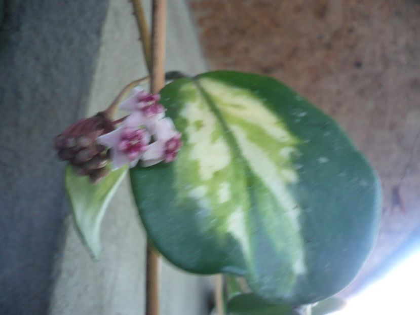 P1330548 - HOYA 2017