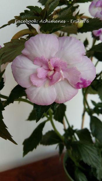 2017-07-07 - Queen of Lace