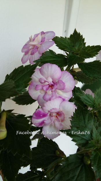 2017-07-07 - Queen of Lace