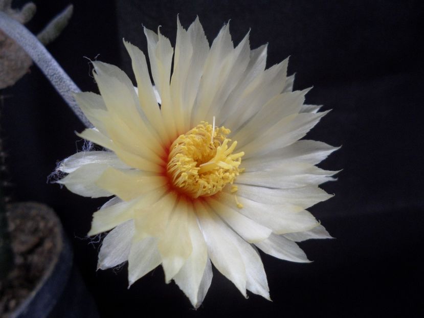 Digitostigma caput-medusae - Cactusi 2017