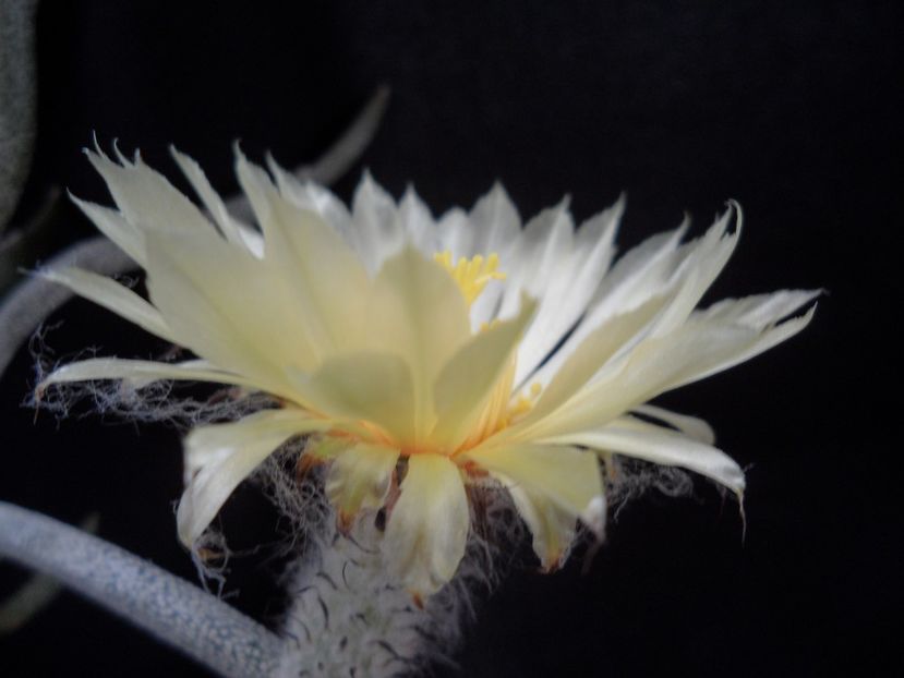 Digitostigma caput-medusae - Cactusi 2017