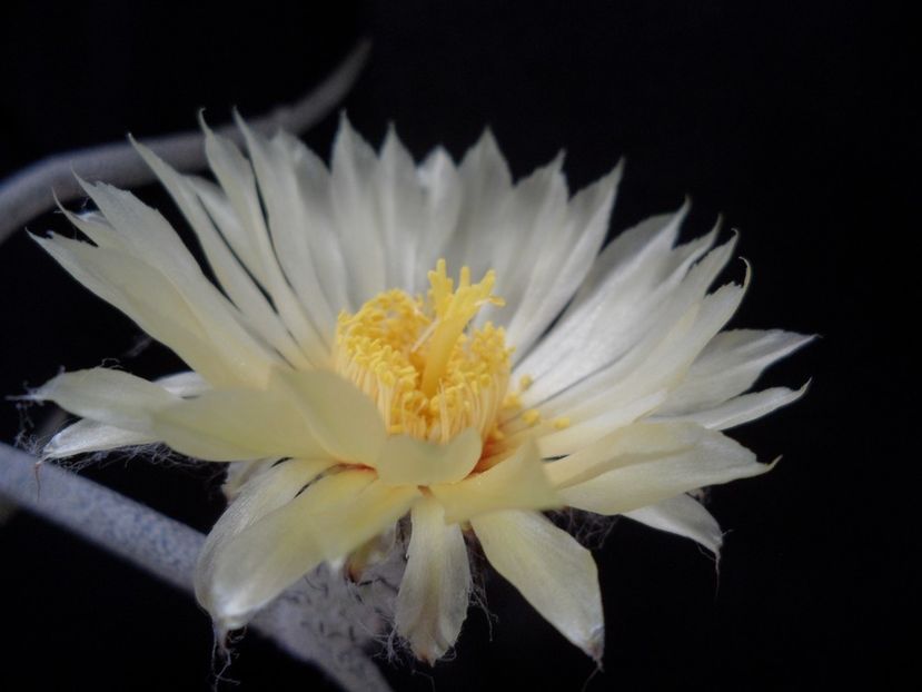 Digitostigma caput-medusae - Cactusi 2017