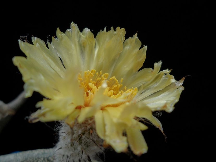 Digitostigma caput-medusae - Cactusi 2017