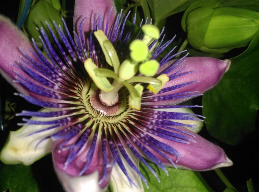  - Passiflora 2017