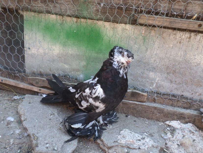 SAM_4360 - ARHIVA 2016 -2017-2o18-2019-2020