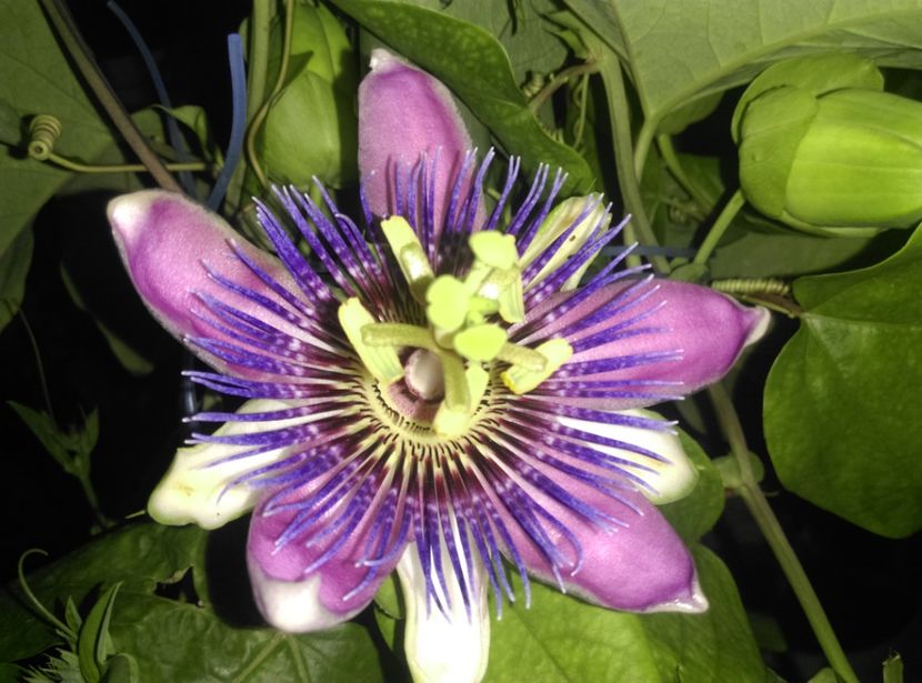  - Passiflora 2017