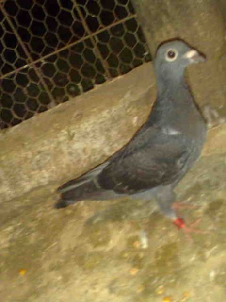 190 - X-Porumbei vinduti