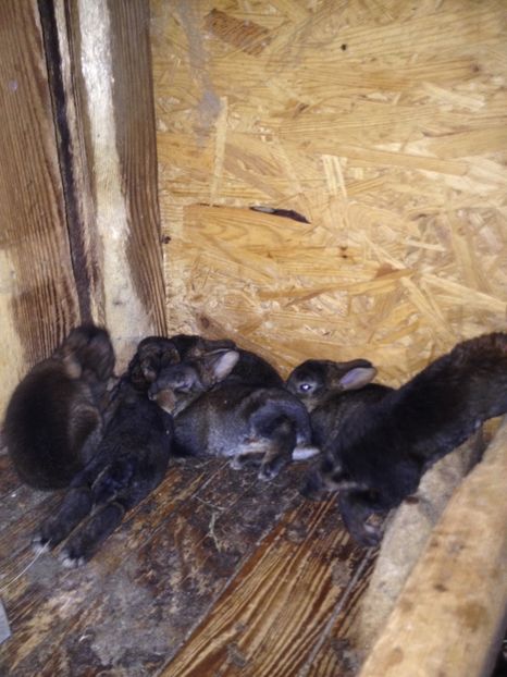 image - Pui de californian si Rex castor