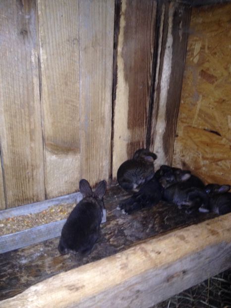 image - Pui de californian si Rex castor