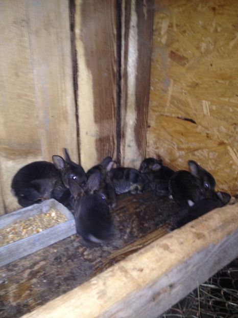 image - Pui de californian si Rex castor