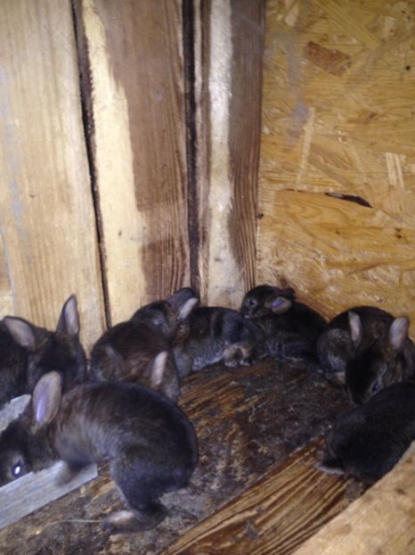 image - Pui de californian si Rex castor