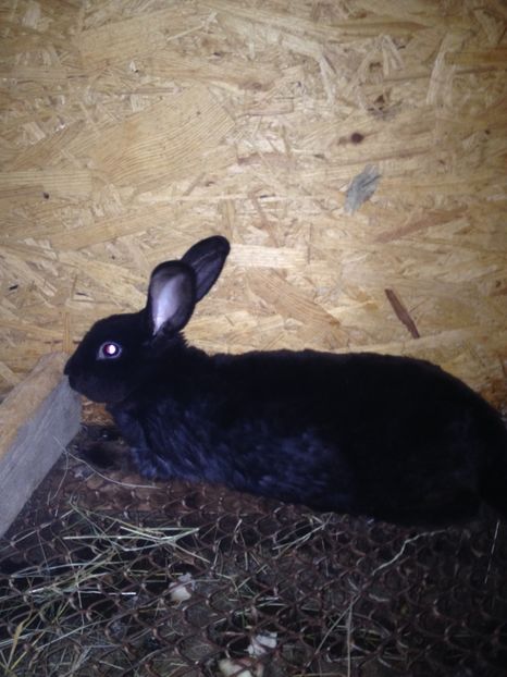 image - Pui de californian si Rex castor