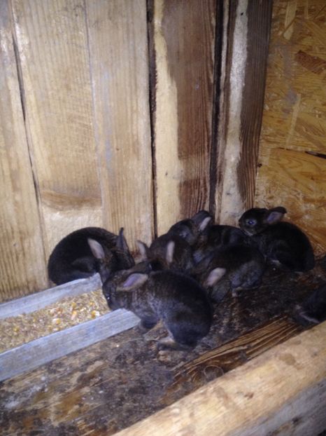 image - Pui de californian si Rex castor