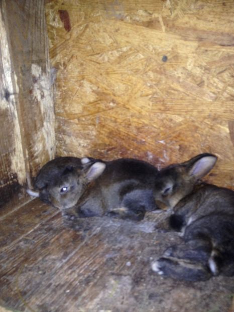 image - Pui de californian si Rex castor