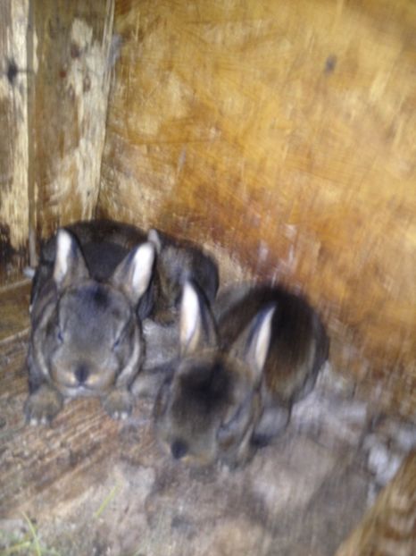 image - Pui de californian si Rex castor