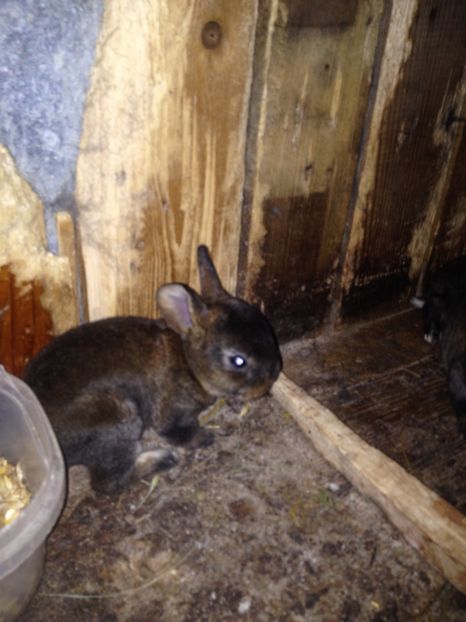 image - Pui de californian si Rex castor