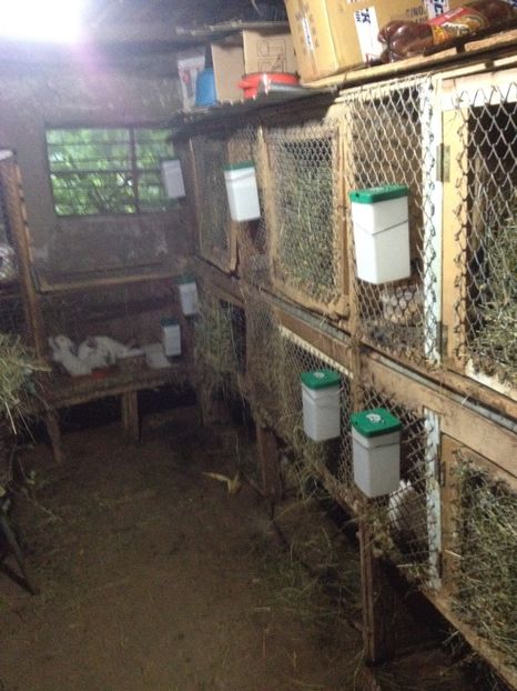 image - Pui de californian si Rex castor